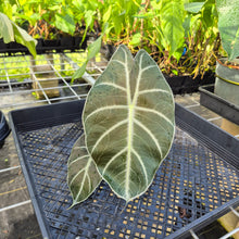 Load image into Gallery viewer, Alocasia Longiloba Grandis x Sanderiana 'Mark Campbell' 4" pot, Fedex 2day*
