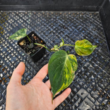 Load image into Gallery viewer, Philodendron Hederaceum Micans Aurea, Exact Plant Variegated Ships Nationwide

