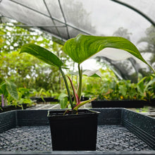 Load image into Gallery viewer, Philodendron White Princess, Exact Plant Variegated Ships Nationwide
