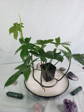 Load image into Gallery viewer, Pedatum, Exact Plant, Philodendron
