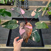 Load image into Gallery viewer, Philodendron Pink Princess Galaxy, Exact Plant Variegated Ships Nationwide
