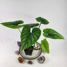 Load image into Gallery viewer, Philodendron Plowmanii, Exact Plant Ships Nationwide
