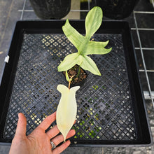 Load image into Gallery viewer, Philodendron Florida Ghost, Exact Plant Ships Nationwide

