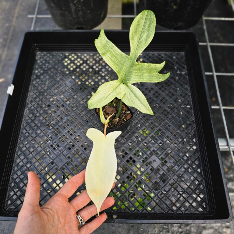 Philodendron Florida Ghost, Exact Plant Ships Nationwide