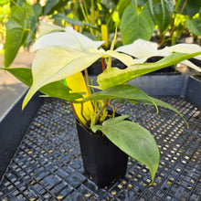 Load image into Gallery viewer, Philodendron Florida Ghost, Exact Plant Ships Nationwide
