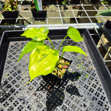 Load image into Gallery viewer, Alocasia Cucullata Banana Split Variegated exact plant, Fedex 2day*
