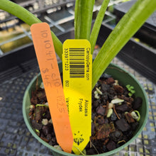 Load image into Gallery viewer, Alocasia Frydek Variegated exact plant, Fedex 2day*
