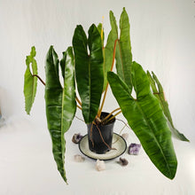 Load image into Gallery viewer, Philodendron Billietiae, Exact Plant X-Large Ships Nationwide
