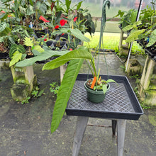 Load image into Gallery viewer, Anthurium Spectabile exact plant, Fedex 2day*
