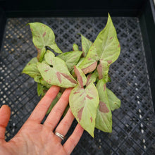 Load image into Gallery viewer, Syngonium Strawberry Milk , Exact Plant Variegated Ships Nationwide
