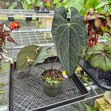 Load image into Gallery viewer, Anthurium Ace Of Spades X Papillilaminum, Exact Plant
