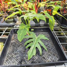 Load image into Gallery viewer, Philodendron Radiatum, Exact Plant Variegated Ships Nationwide
