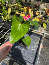 Load image into Gallery viewer, Anthurium Shibori, Exact Plant Variegated
