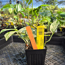 Load image into Gallery viewer, Epipremnum Pinnatum Marble, Exact Plant Variegated Ships Nationwide
