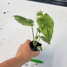 Load image into Gallery viewer, Monstera deliciosa green snow, Exact Plant Ships Nationwide
