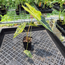 Load image into Gallery viewer, Alocasia Sanderiana Bull Aurea Variegated exact plant, Fedex 2day*
