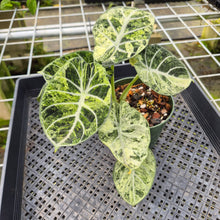 Load image into Gallery viewer, Alocasia Ninja Tricolor Splash, Black Velvet Variegated exact plant, Fedex 2day*
