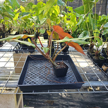 Load image into Gallery viewer, Philodendron Orange Marmalade, Autumn Queen 4" pot, Fedex 2day*

