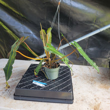 Load image into Gallery viewer, Philodendron Atabapoense Dark Form, Exact Plant Ships Nationwide
