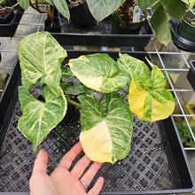 Load image into Gallery viewer, Syngonium Mango Allusion, Orm Thong, Exact Plant Variegated Ships Nationwide
