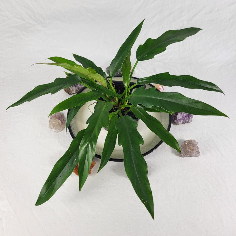 Philodendron Orchid Jungle, Exact Plant twin top