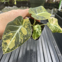 Load image into Gallery viewer, Alocasia Black Velvet Aurea Variegated exact plant, Fedex 2day*
