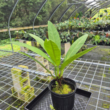 Load image into Gallery viewer, Philodendron Campii Lynette, XL, Exact Plant
