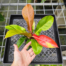 Load image into Gallery viewer, Philodendron Red Moon, Exact Plant Variegated
