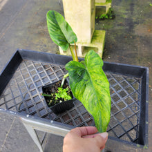 Load image into Gallery viewer, Philodendron Subhastatum, Exact Plant Variegated Ships Nationwide
