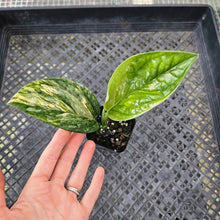 Load image into Gallery viewer, Monstera Peru &quot;Karstenianum&quot;, Exact Plant Variegated Ships Nationwide
