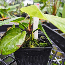 Load image into Gallery viewer, Anthurium Villenaorum, Exact Plant
