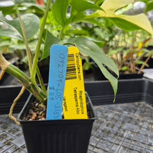 Load image into Gallery viewer, Rhaphidophora Tetrasperma Albo, Exact Plant Variegated Ships Nationwide

