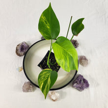 Load image into Gallery viewer, Monstera Borsigiana Aurea, Exact Plant Variegated Ships Nationwide
