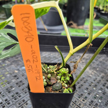 Load image into Gallery viewer, Monstera Adansonii Laniata Albo Variegated exact plant, Fedex 2day*
