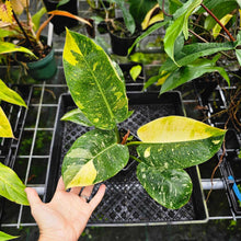 Load image into Gallery viewer, Philodendron Green Congo Nuclear, Exact Plant Variegated
