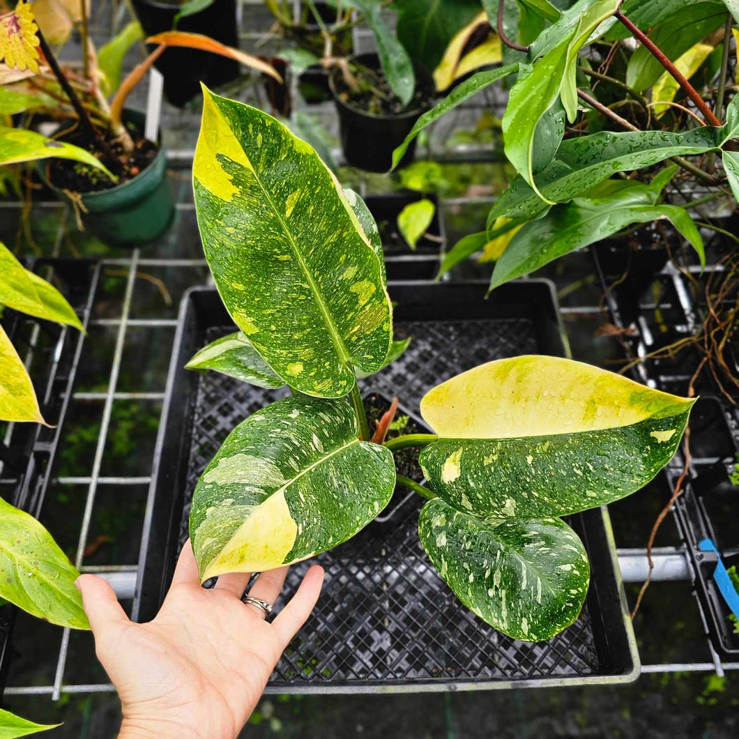 Philodendron Green Congo Nuclear, Exact Plant Variegated