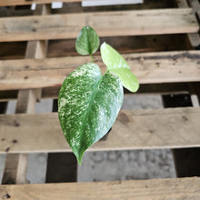 Load image into Gallery viewer, Monstera Deliciosa Mint Exact Plant Variegated Ships Nationwide
