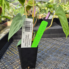 Load image into Gallery viewer, Anthurium Papillilaminum Fort Sherman X Ralph Lynam, Exact Plant Ship Nationwide
