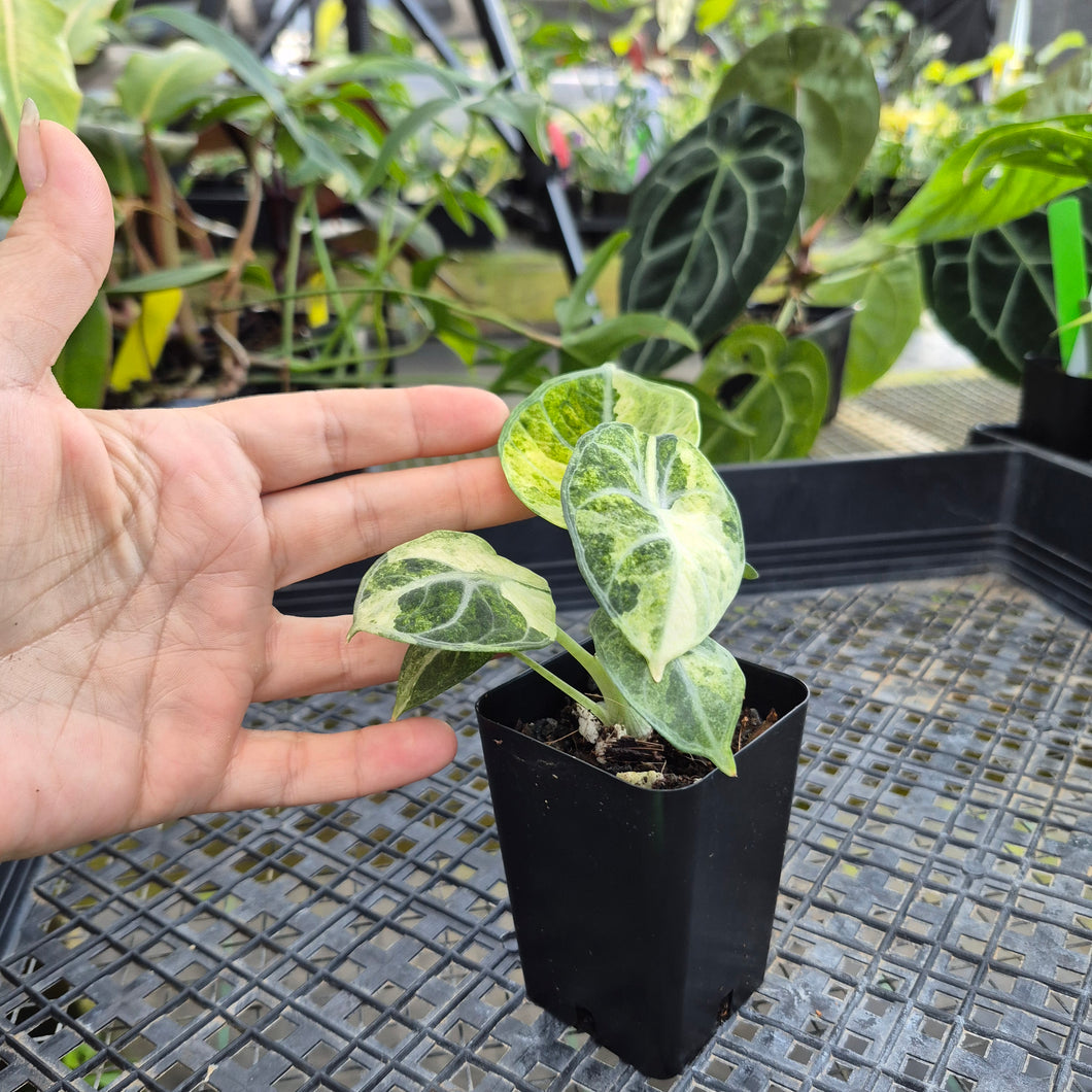 Alocasia Ninja, Exact Plant Variegated Ships Nationwide