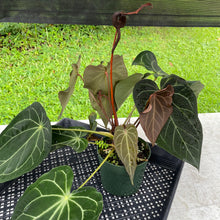Load image into Gallery viewer, Anthurium Magnificum X AFF noid, exact plant, Fedex 2day*
