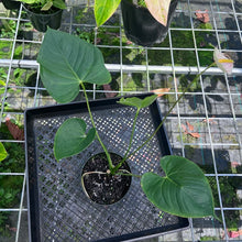 Load image into Gallery viewer, Anthurium Peppermint Splash, Shibori AFF, speckled , Exact Plant
