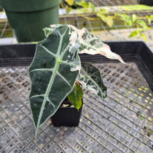 Load image into Gallery viewer, Alocasia Polly Snowflake Pink Variegated, Exact Plant Ships Nationwide.
