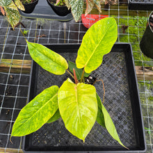 Load image into Gallery viewer, Philodendron Jungle Fever Mint, Exact Plant Variegated Ships Nationwide
