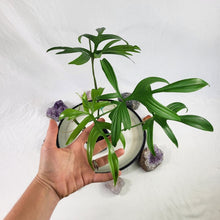 Load image into Gallery viewer, Philodendron Quercifolium 2.5&quot; Pot, Fedex 2 day*
