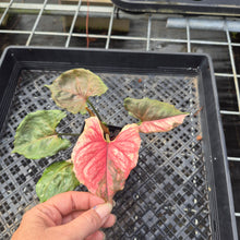 Load image into Gallery viewer, Syngonium Strawberry Ice, Exact Plant Variegated Ships Nationwide
