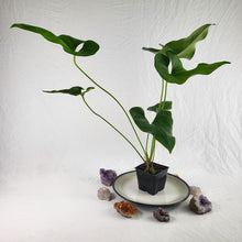 Load image into Gallery viewer, Anthurium Brownii, Exact Plant Ships Nationwide
