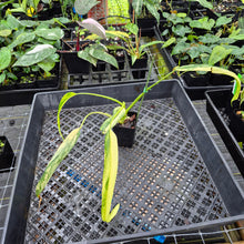 Load image into Gallery viewer, Philodendron Holtonianum Variegated, Exact Plant Ships Nationwide
