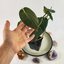 Load image into Gallery viewer, Philodendron Gigas, Exact Plant Ships Nationwide
