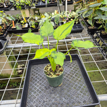 Load image into Gallery viewer, Alocasia Cucullata Banana Split Variegated exact plant, Fedex 2day*
