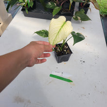 Load image into Gallery viewer, Monstera Deliciosa Mint Exact Plant Variegated Ships Nationwide
